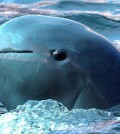 THAILAND TEN MOST WANTED SPECIES IRRAWADDY DOLPHIN