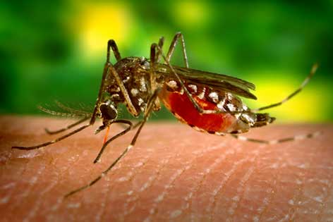 1219381132_1UORkiPM_Dengue_fever_Bahamas