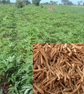 Cassava_plantation and roots