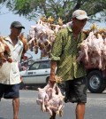 Myanmar_Bird_Flu_Alert_MYN104.large