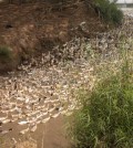 ducks