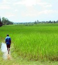 rice-field