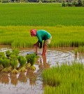planting-rice1333