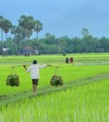 Cambodiaricefield