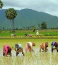 sierm-reap-driver-angkor-gallery-rice-field-in-Cambodia