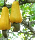 Cashew_apples