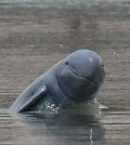 irrawaddy_dolphin_1_361870