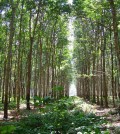 rubber-plantation