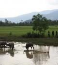 waterbuffalo