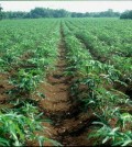 cassava
