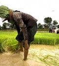 The Phon family work farm their rice paddy in Kampong Thom, central Cambodia.