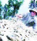 b_a_woman_sifts_through_dry_cassava_in_poul_sat_province_last_year_17_01_2016_hong_menea