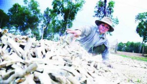 b_a_woman_sifts_through_dry_cassava_in_poul_sat_province_last_year_17_01_2016_hong_menea