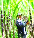 business_a_man_inspects_a_sugar_cane_crop_in_2011_heng_chivoan