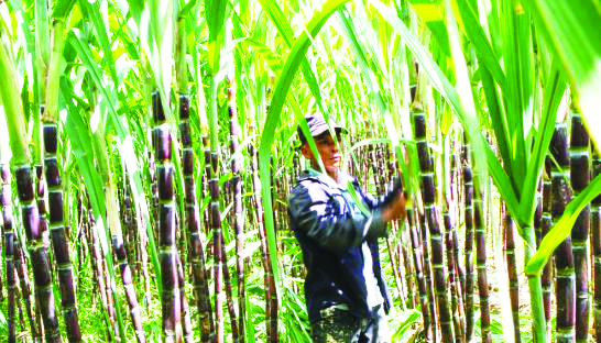 business_a_man_inspects_a_sugar_cane_crop_in_2011_heng_chivoan