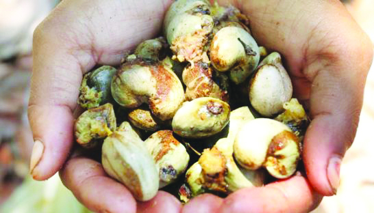 business_a_worker_holds_freshly_picked_cashew_nuts_on_a_plantation_in_kampong_cham_provinces_batheay_district_sovan_philong