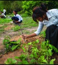 ten-tree-planting-cambodia-6
