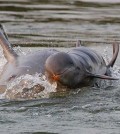 17_a-newborn-baby-irrawaddy-dolphin-swims-in-the-mekong-river-in-kratie-province-in-june-last-year_wwf-cambodia