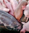 a_herd_of_pigs_at_a_farm_in_kampong_chhnang_province._heng_chivoan