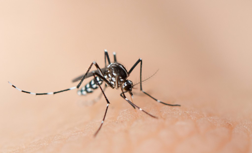 Close up mosquito sucking blood from human skin