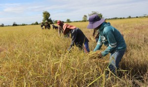 Farmers harvesting their paddy in Kampong Speu province. KT/Chor Sokunthea.