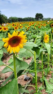 sunflower_small