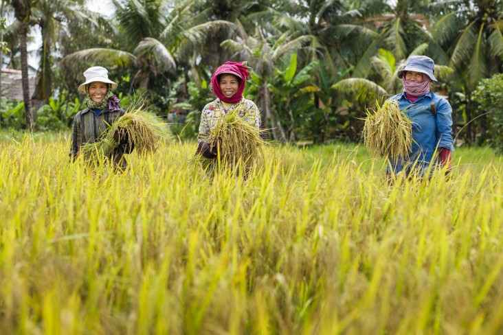 2021-05-25 캄보디아 수출 농산품 중 벼가 가장 큰 비중을 차지한다