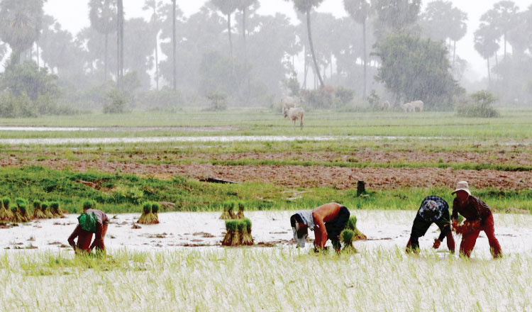 껌뽕스쁘지역 농민들이 폭우가 쏟아지는 가운데 농사일을 하고 있다. 수자원 기상부는 강풍과 낙뢰를 주의할 것을 당부했다.