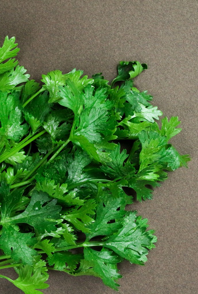 Composition of green coriander leaves and fresh vegetables