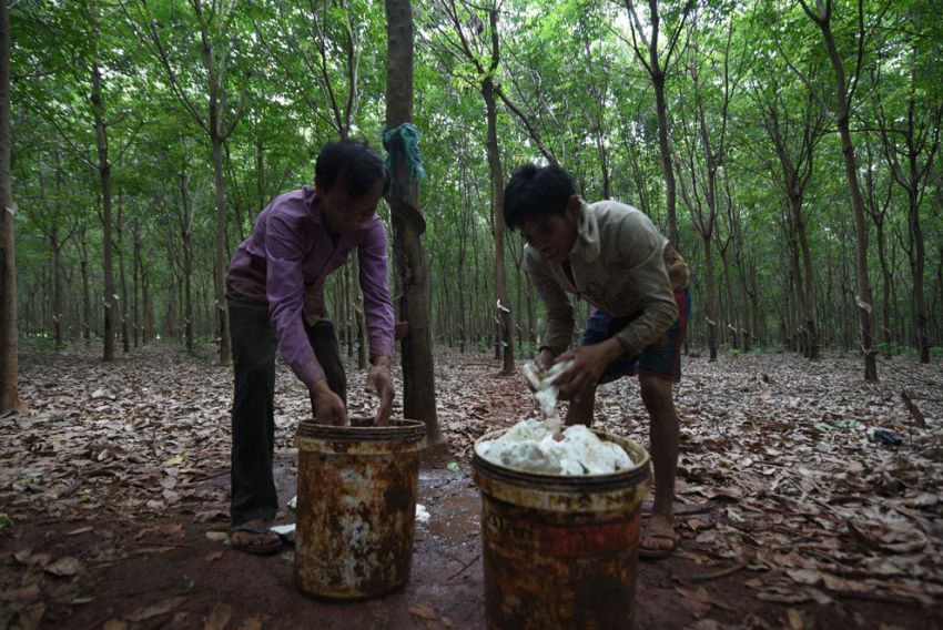 ▲ 캄보디아의 총 고무재배면적은 404,160헥타르로 이  중 약 72퍼센트인 292,500헥타르가 천연고무의 원료로 사용된다.