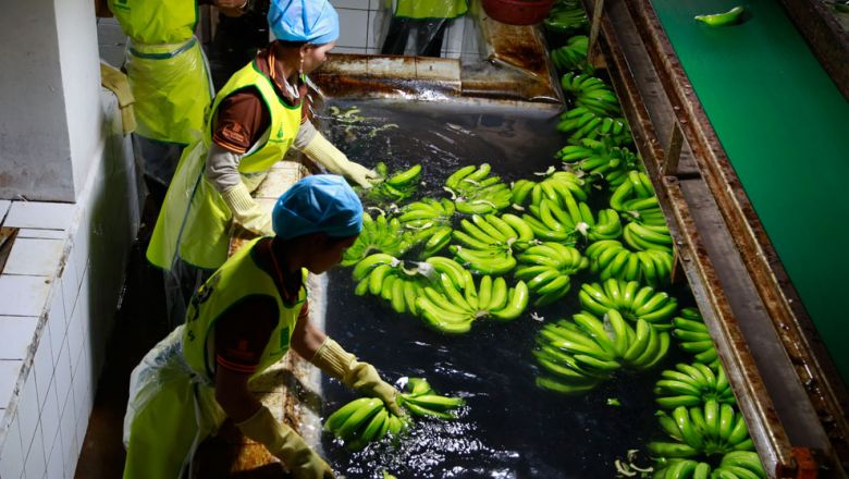 바나나도 캄보디아 주요 수출용 농산품 중 하나이다