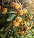 Ripe and fresh Longan hanging on branch, Longan orchard