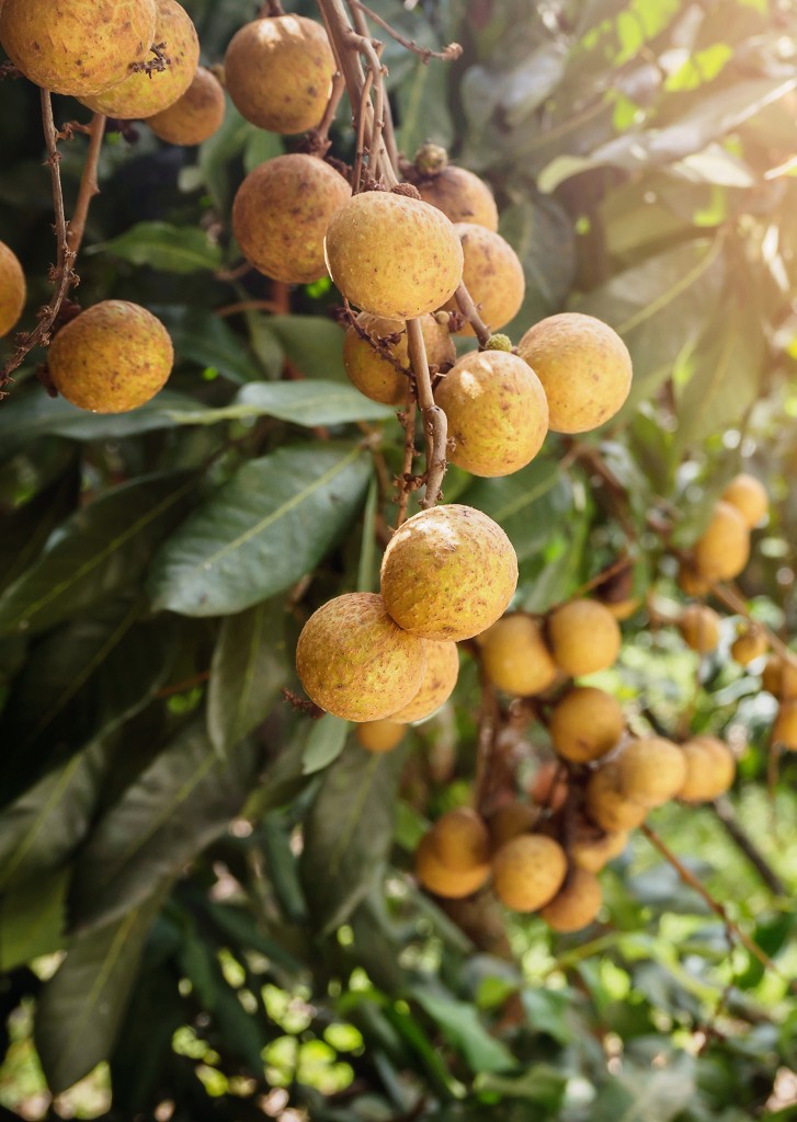 Ripe and fresh Longan hanging on branch, Longan orchard