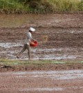 a_farmer_sows_fertiliser_over_a_field_in_eastern_kandal_provinces_kien_svay_district._heng_chivoan