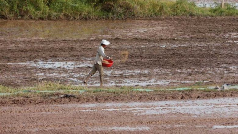 a_farmer_sows_fertiliser_over_a_field_in_eastern_kandal_provinces_kien_svay_district._heng_chivoan