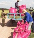 farmers_harvest_dry-season_rice_in_siem_reap_province_in_february._siem_reap_information_department