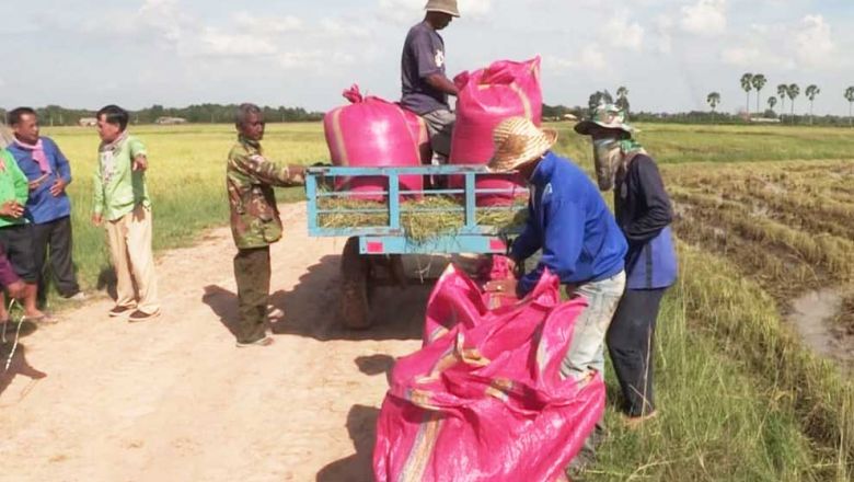 farmers_harvest_dry-season_rice_in_siem_reap_province_in_february._siem_reap_information_department