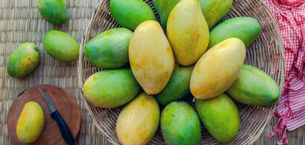 수정됨_Best-Mango-Recipes-Mango-Season-Harvest-Copyright-2020-Terence-Carter-Grantourismo