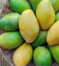 수정됨_Best-Mango-Recipes-Mango-Season-Harvest-Copyright-2020-Terence-Carter-Grantourismo