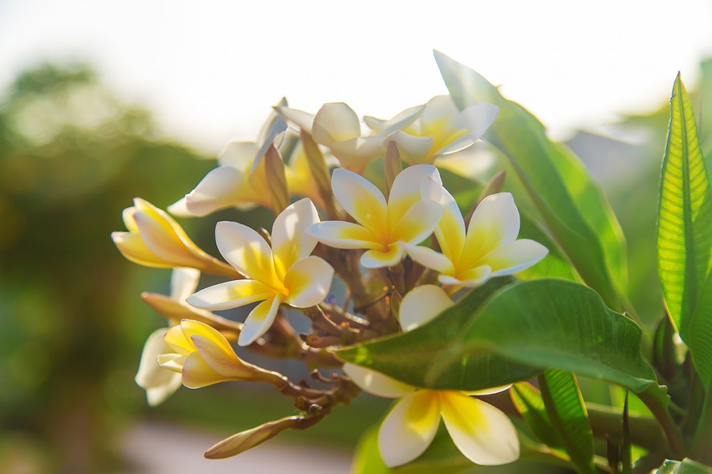 Blooming plumeria flowers against the sky. Selective focus.