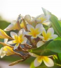 Blooming plumeria flowers against the sky. Selective focus.