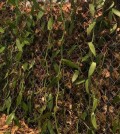 vanilla_at_a_plantation_in_kesor_kol_sok_an_phnom_kulen_research_and_conservation_centre_in_siem_reap_province._supplied