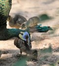 the_accb_said_it_has_successfully_bred_the_endangered_green_peafowl_pavo_muticus_imperator_in_captivity_since_2011._accb
