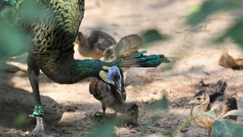 the_accb_said_it_has_successfully_bred_the_endangered_green_peafowl_pavo_muticus_imperator_in_captivity_since_2011._accb