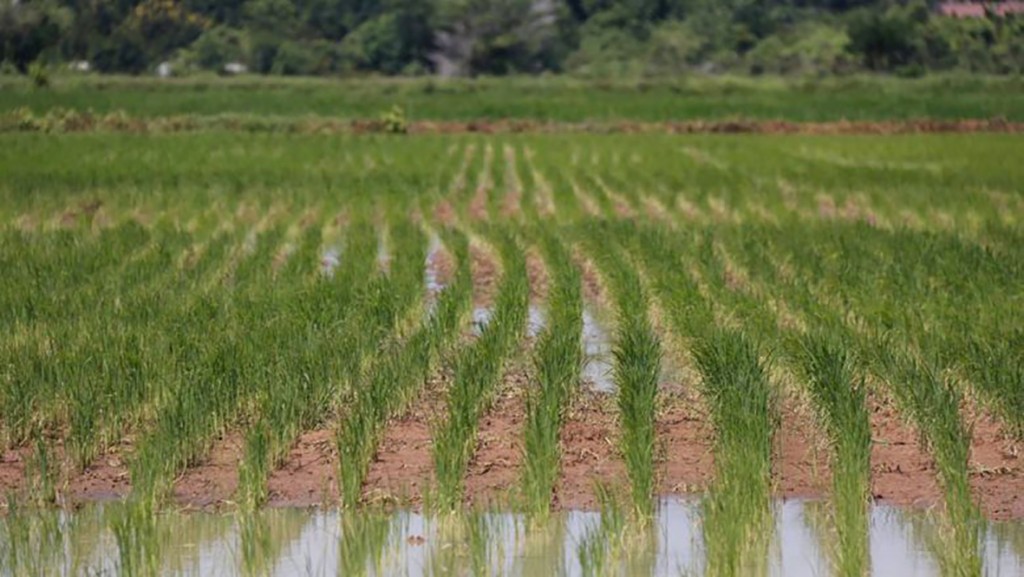rice-field-at-takeo