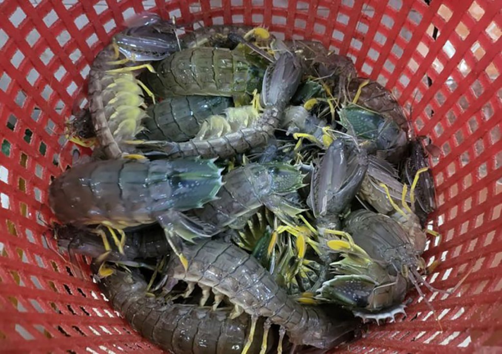topic-22-the-locusts-of-lobsters-who-export-to-china-in-the-pastby-supplied-2