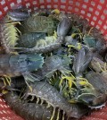 topic-22-the-locusts-of-lobsters-who-export-to-china-in-the-pastby-supplied-2