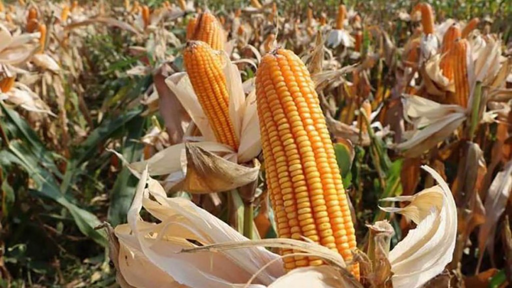 a_field_of_red_corn_stands_ready_for_harvesting_in_tbong_khmun_province._agriculture_ministry