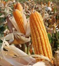 a_field_of_red_corn_stands_ready_for_harvesting_in_tbong_khmun_province._agriculture_ministry