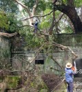 ana_staff_trim_branches_from_a_tree_near_ta_prohm_temple_in_2022._ana